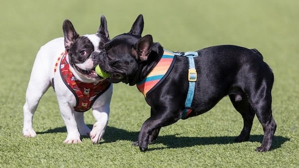 Two French Bulldogs playing tug with a ball