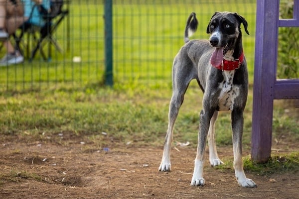 Large dog playing in fenced facility