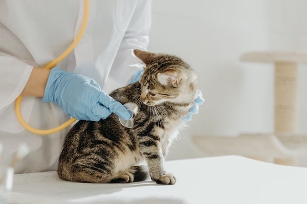 Vet gently listens to curious kitten's heartbeat