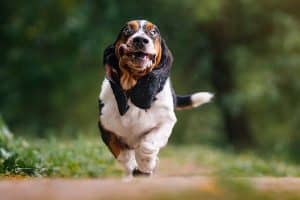 A happy Bessette hound runs along a path in the forest with his ears dangling in the wind