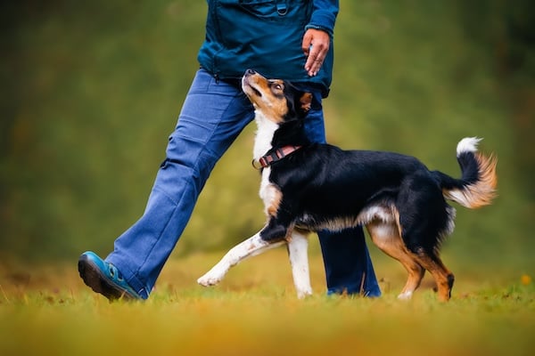 Person teaching dog to heel