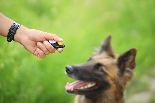Hand holding clicker for dog clicker training while dog looks on.