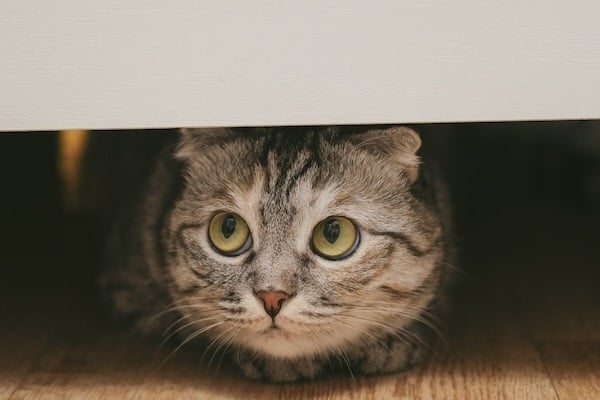 Cat peering out anxiously from under couch