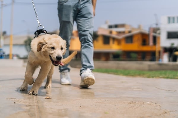 Puppy Labrador dog pulling on the leash while walking with the owner on a residential area