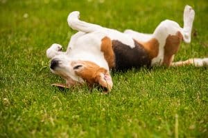 Beagle dog rolling in the grass