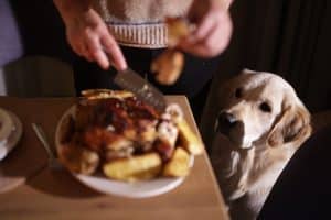 A Golden Retriever attentively watches a woman carve roasted chicken and potatoes at a dinner table