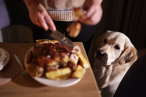 A Golden Retriever attentively watches a woman carve roasted chicken and potatoes at a dinner table