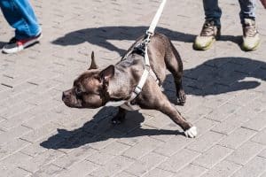 A lively dog pulls on its leash during a sunny day walk with its owners
