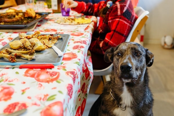 dog sitting next to the festive table in the kitchen waiting for the food