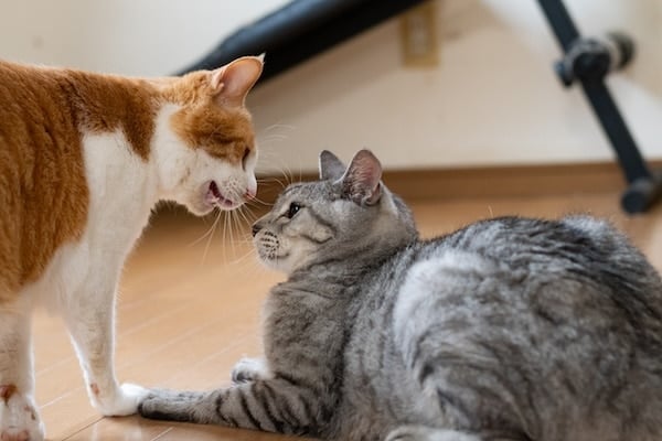 Two cats glaring at each other