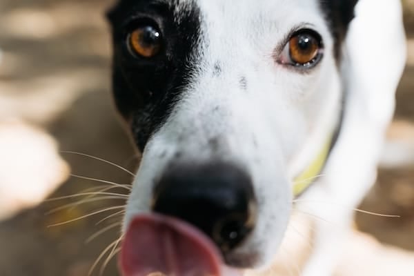 Close up of black and white dog licking nose