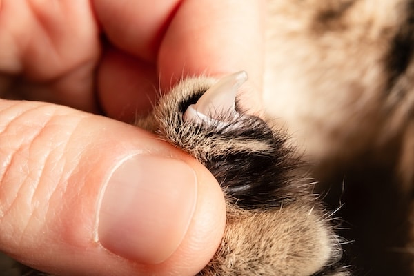 Person looking at cat nail up close