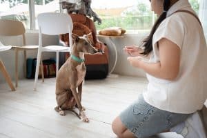 Girl offers treat to sitting greyhound at home
