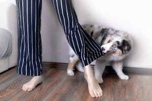 Aussie Australian Shepherd puppy tugging person's pajama pants