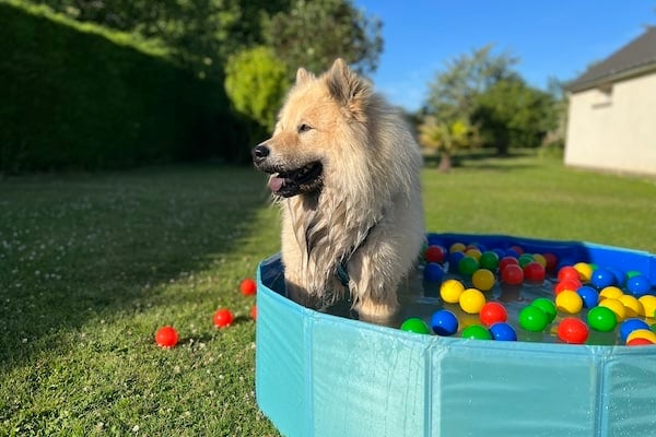Fluffy dog standing in kiddie pool filled with balls
