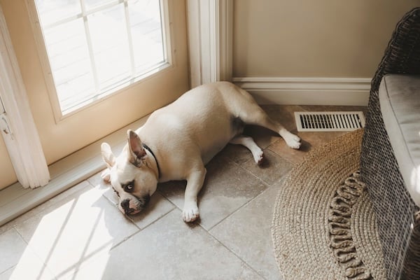 French Bulldog waiting by door for owner