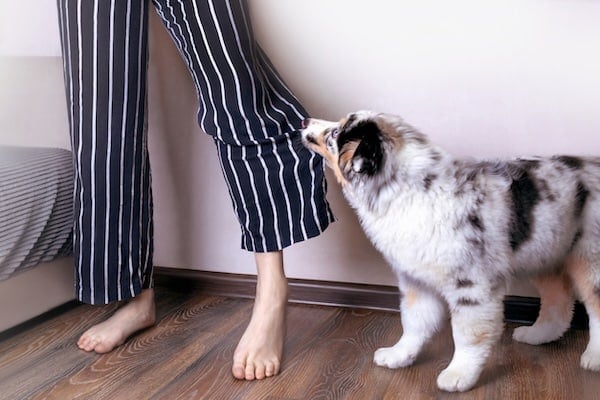 Little Australian Shepherd puppy bites pajama pants
