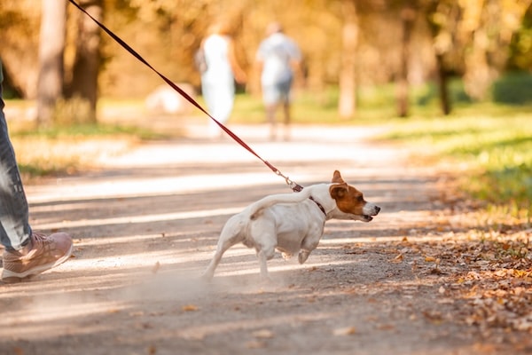 Dog pulling on leash on pathway in the park