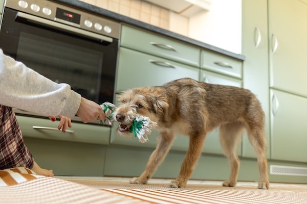 Happy dog playing tug of war in kitchen