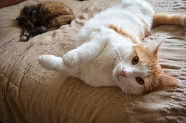 Cat rolling on back on bed