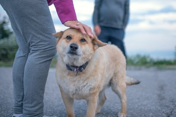 Dog faces away from person, receives pet on head from owner