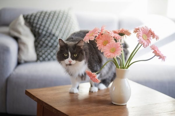 Cat next to vase of daisies on coffee table