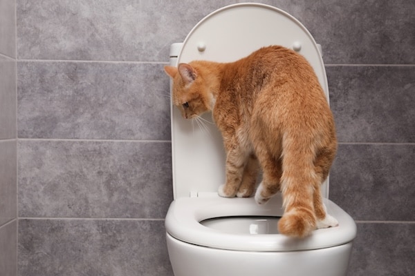 Orange cat walking on toilet rim in bathroom