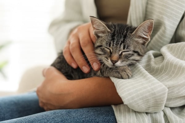 Person holding kitten on lap