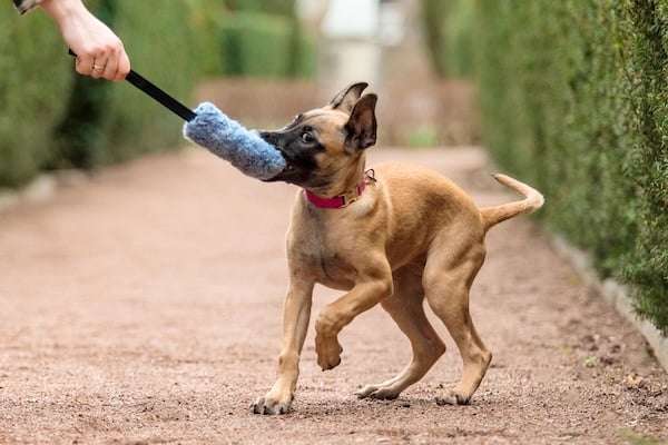 Puppy tugging on toy during outdoor training