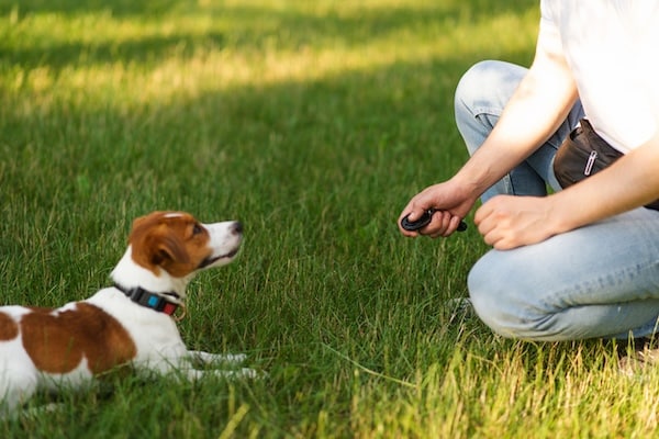 Cute Jack Russell Terrier dog training with clicker in the park with his owner