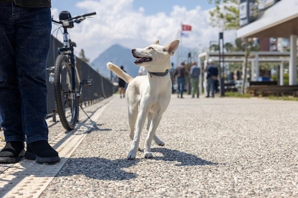 Husky shies away from nearby bicycle