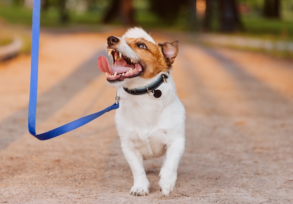 Dog walking happily on loose leash