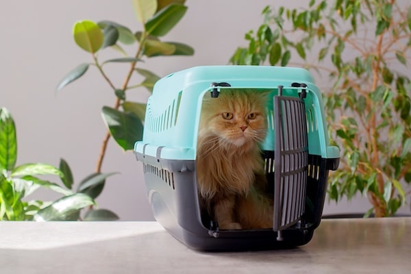 Cat in carrier