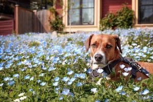 Dog sitting in bed of spring flowers in front of house