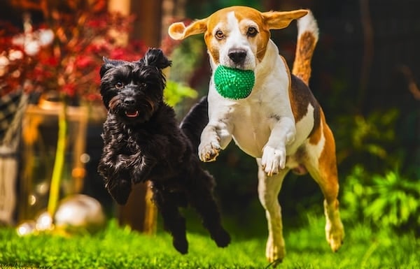 Dogs playing together with ball in yard
