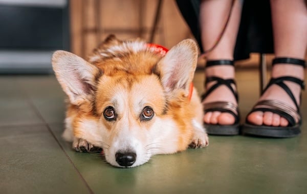 beautiful pembroke corgi dog lies on the floor bored in cafe by owner's feet
