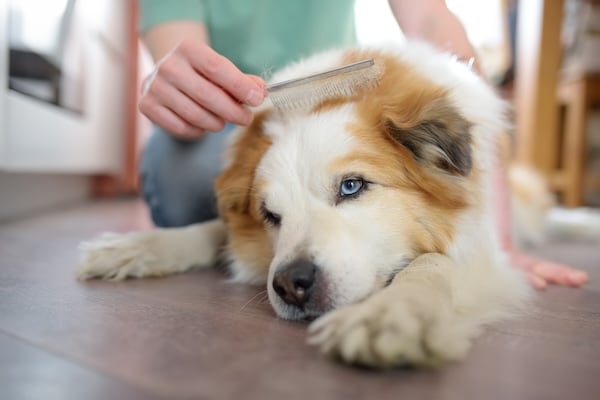 Person combing dog in home