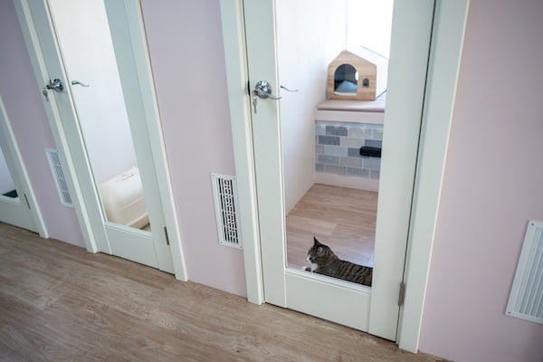 Cat in cat boarding facility