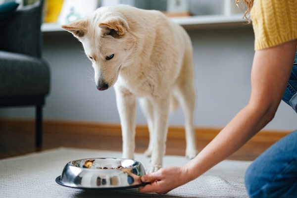 Person offering food bowl to dog