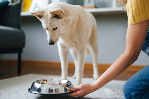 Dog waiting for food bowl in home