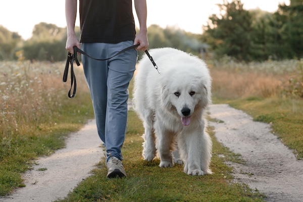 Big white dog walking on path with owner