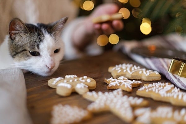 Cat looks at decorated gingerbread cookies on table