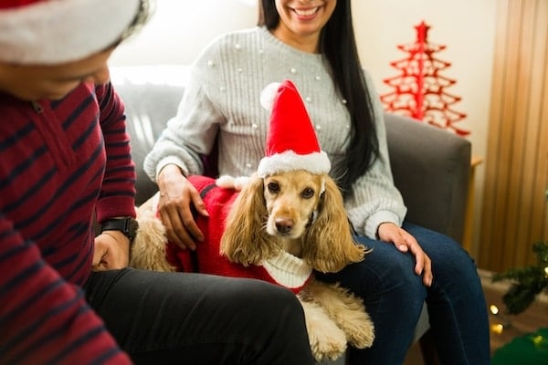 People sitting on couch petting dog dressed in holiday outfit