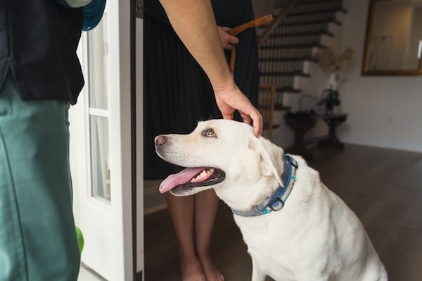 Dog greeting new person entering house