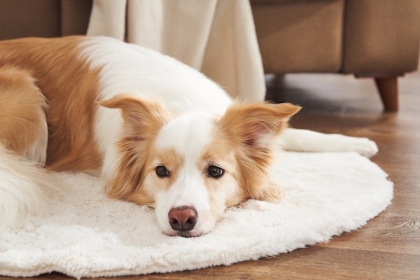 Dog laying on mat in home
