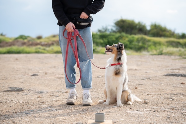 Person training dog with treats outdoors