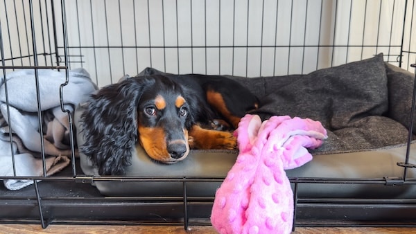 Dog rests in wire crate with open door