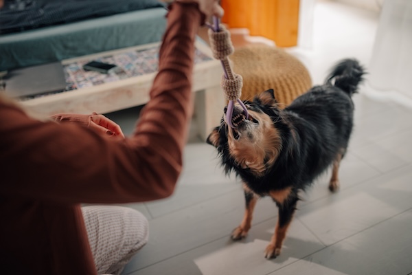 Dog playing with toy in home as reward
