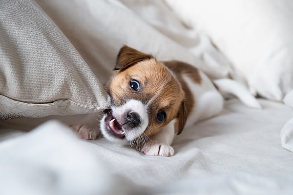 Puppy chewing on pillow