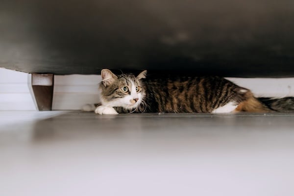Cat hiding under couch